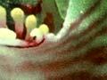 Orchid flower parts