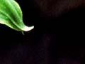 Greenhood orchid