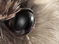 Laughing owl