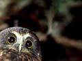 Audio: Morepork
