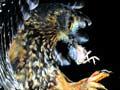 Morepork and prey
