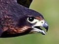 New Zealand falcon