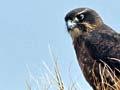 Juvenile falcon