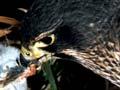 Falcon and chicks