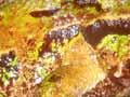 Archey’s frog