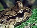 Maud Island frog