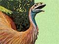 Extinct birds