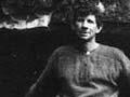 Audio: Kauri felling 