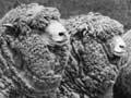 Audio: The Corriedale sheep