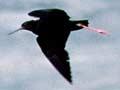 Audio: Black stilts in flight