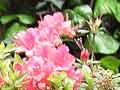 Audio: Poisonous garden plants