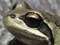 Audio: Whistling frog
