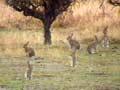 Video: Rabbits in the Mackenzie Country