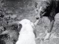 Video: Taranaki pig hunt