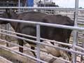 Video: Robotic milking