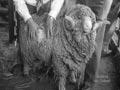 Video: Judging sheep