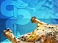 Video: Campylobacter poisoning