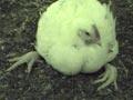 Video: Broiler chicken farms