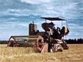 Video: Harvesting wheat