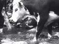 Video: Nolan cattle