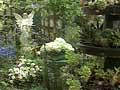 Video: Inner-city garden