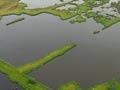Video: Wetlands