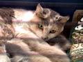 Video: SPCA animal rescue