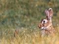 Video: Rabbits