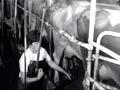 Video: Husband and wife milking