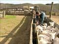 Video: Checking for foot and mouth disease