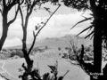 Video: Trees and conservation, 1951