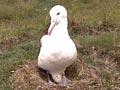 Video: Albatrosses at Taiaroa Head