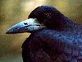 Audio: Rook call