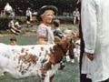 Video: Calf club