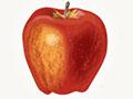 The apple family tree