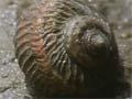 Video: Mud snails