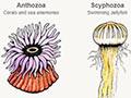 Interactive: The five classes of cnidarians