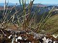 <i>Trisetum drucei</i> in the wild