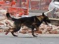 'Cleared by dogs'