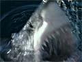 Video: Great white sharks hunting