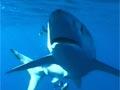 Video: Blue shark