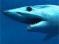 Video: Mako shark
