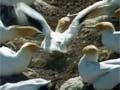 Video: Defending territory