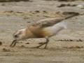 Video: New Zealand dotterel feeding