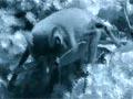 Video: Short-tailed bats feeding