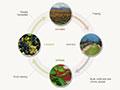 Diagram showing the 4 seasons of grape growing for wine production