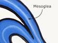 Polyp and medusa body shapes