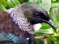 Audio: Dawn chorus