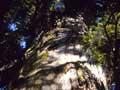 Audio: Tōtara tree