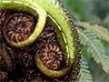 Mamaku koru